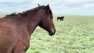 Акжал, лошади, трава зеленый, кайф 🥰🥰🥰#айгыр #жеребец #жылкы #коневодство #лошади ##
