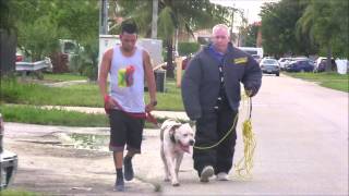 (Part 2)  American Bulldog has lost his mind! RED ZONE DOG BITES THE MIAMI DOG WHISPERER