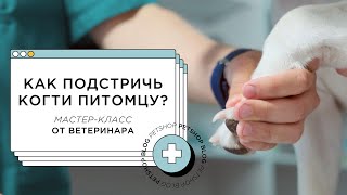 КАК ПОДСТРИЧЬ КОГТИ СОБАКЕ И КОШКЕ? / МАСТЕР-КЛАСС ОТ ВЕТЕРИНАРА