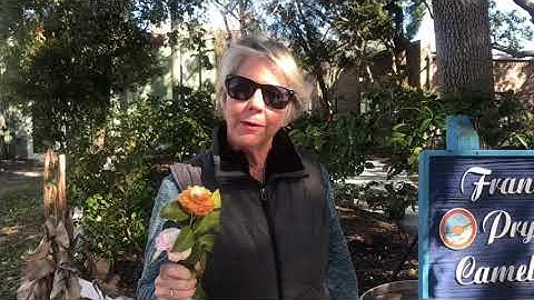 Camellia Garden