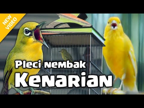 Pleci Nembak Wit Wit Sejalur Panjang Sambung Bren