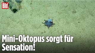 Neue Oktopus-Art entdeckt – dieses blaue Tiefsee-Wesen verblüfft Forscher
