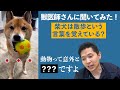 「散歩」と言うとショボンとする柴犬 理由を獣医師に聞いてみた