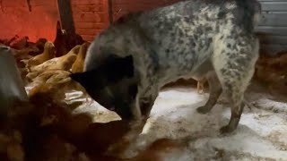Cattle dog trains chicks to move and relax by Bobbi Rae Myers 14 views 1 year ago 2 minutes, 22 seconds