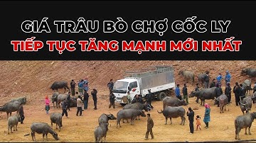 Giá Trâu Bò Tại Chợ Cốc Ly | Tiếp Tục Đà Tăng Mạnh
