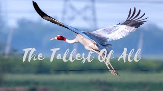 bird uttar pradesh state cranes
