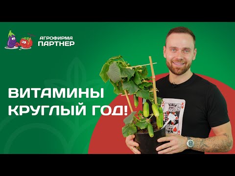 Видео: КАК ПРАВИЛЬНО ВЫРАЩИВАТЬ ОВОЩИ В ЗИМНИЙ ПЕРИОД?