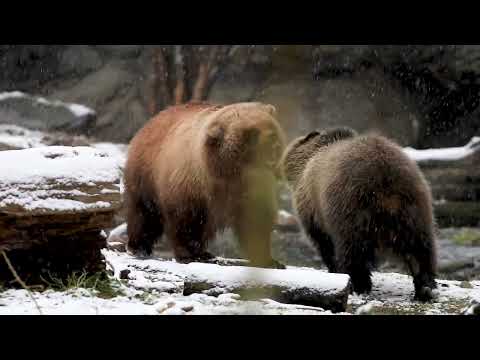 A beautiful snow day with Juniper and Fern!