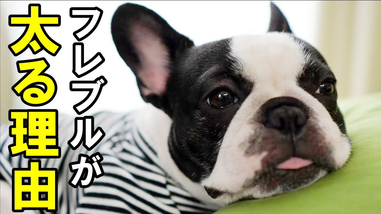 フレンチブルドッグのレイが太る理由がわかりましたｗ フレブルとボステリの違い Youtube