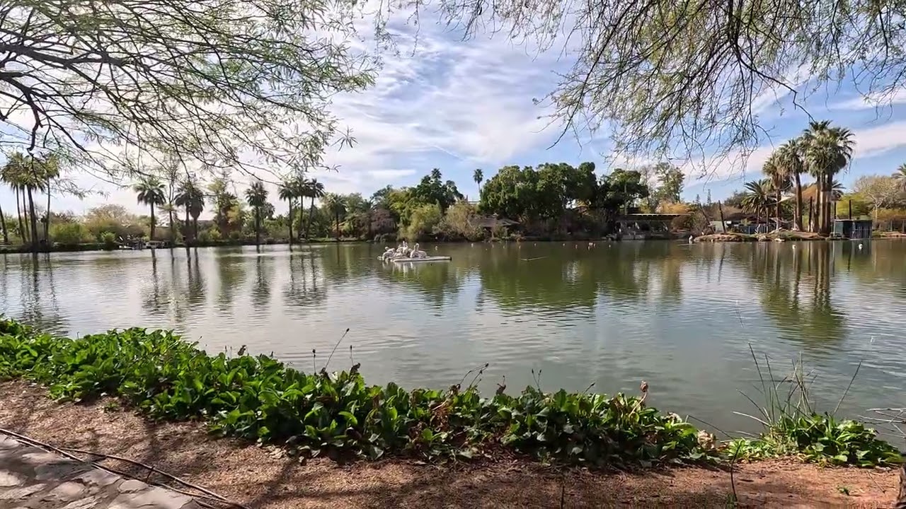 Phoenix Zoo Arizona: Scenic Lake Views and Tranquil Wildlife Landscapes