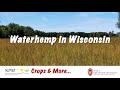 Waterhemp in Wisconsin, Crops & More series