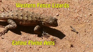 Western Fence Lizards Eating Flying Ants