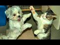 ПРИКОЛЫ С ЖИВОТНЫМИ / Смешные коты / Собаки / Смешные животные 189
