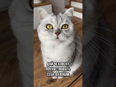 Советы для котиков походу за человеком #кот #коты #котики #кошка