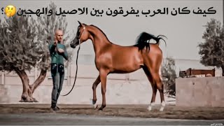 اجمل مقاطع الخيل العربيه الاصيله |وكيف كان العرب يفرقون بين الاصيل والهجين🐎