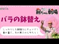 【それで大丈夫？】バラの鉢替え【厳しさに備える！】