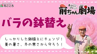 【それで大丈夫？】バラの鉢替え【厳しさに備える！】