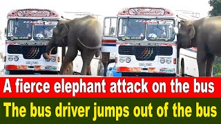 A fierce elephant attack on the bus ..The bus driver jumps out of the bus by BLACK ELEPHANT 1,095 views 3 weeks ago 16 minutes