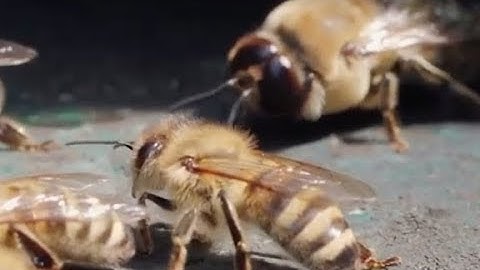 Study finds bees may know math