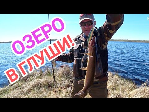 Pike fishing on a wild lake// Tver region.