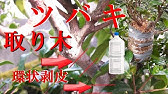 Vlog 21 ブドウ栽培 ブドウの取り木 巨峰 紅伊豆 Youtube Vlog 21 ブドウ栽培 ブドウの取り木 巨峰 紅伊豆 Youtube