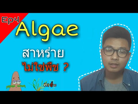 วีดีโอ: สาหร่ายใช้อย่างไร