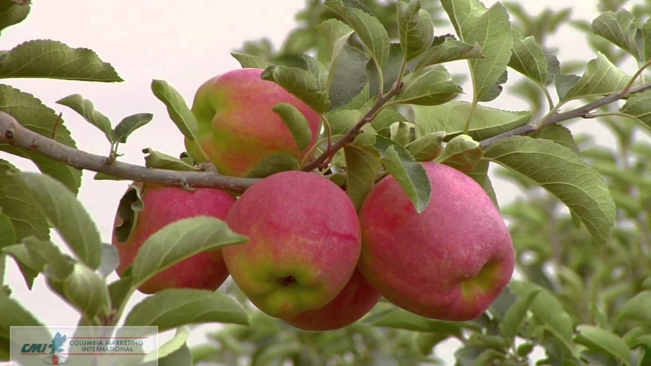 Яблоки амброзия. Сорт яблок амброзия. Сорт яблони амброзия. Сорт яблок амброзия фото. Яблоня сорт Ковровое.