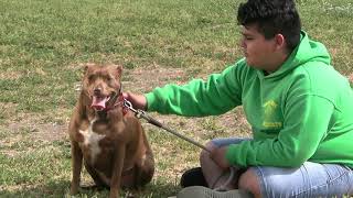 Stop Animal Abuse Psa