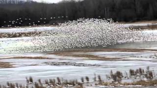 Montezuma Snow Geese