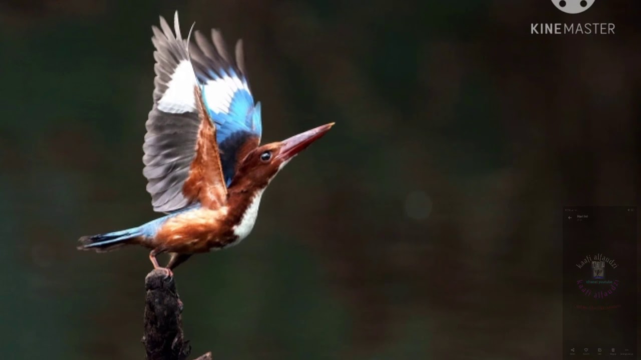 Bikin Heran: Burung tercantik dan termahal di dunia, Cara Yakin di 2020 -  Rabab Minangkabau