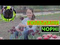 ТЮЛЬПАНИ 🌷 ЧОРНІ СОРТИ ⬛️