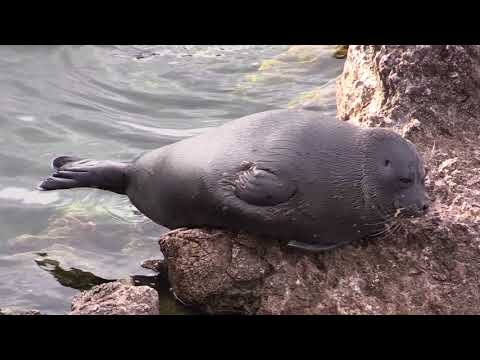 Baikal Seals