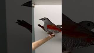 Red Swinger Pytilia Aviary Birds