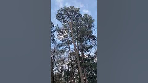 Climber cutting the lid of a pine tree #atlantageorgia #treeclimbing #treeservices #treecutting