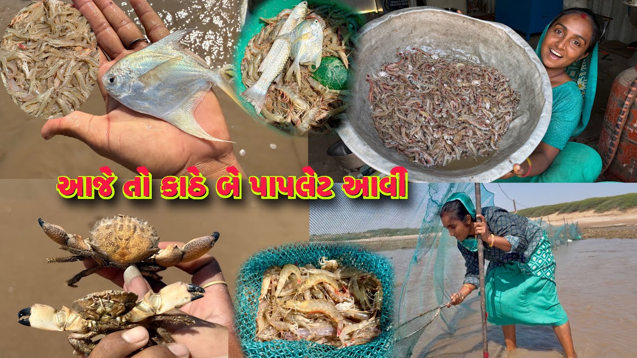 સફેદ મેઢા ની ખોળ એટલે શુ કહેવાય 🦀 5 kg jinga fishing 🦐 dariyai khedut