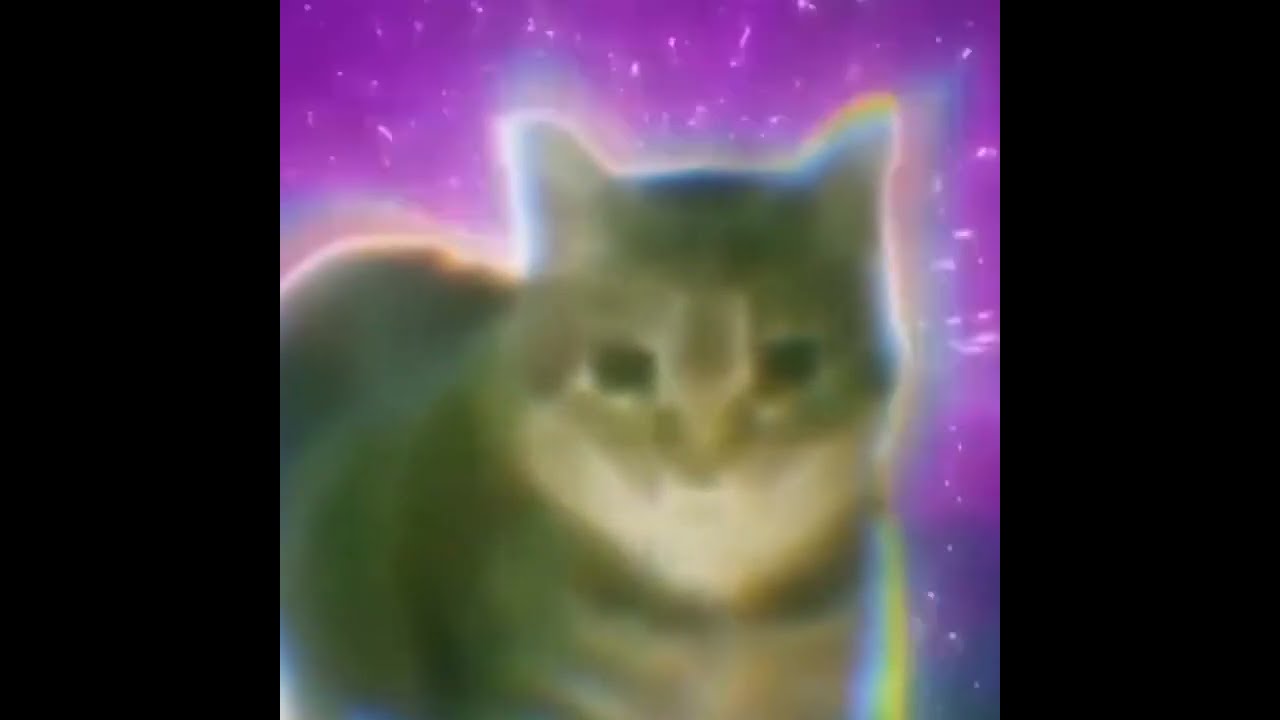 Oiiaoiia spinning Cat meme Remix YouTube Oiiaoiia spinning Cat meme Remix YouTube
