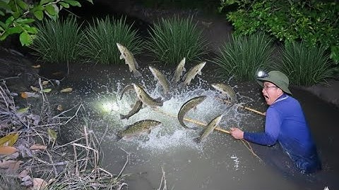 Xiệt cá trê vàng chạy sáng nước dưới mươn vườn bỏ hoang.gặp những đàn trê vàng to khủng.và cái kết..