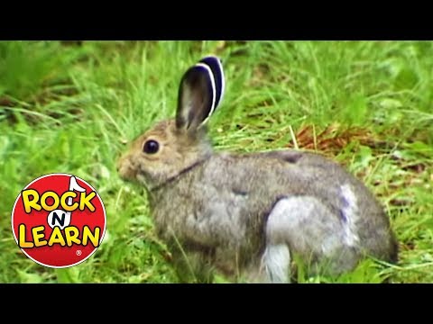 "Forest Animals" from Dance With the Animals