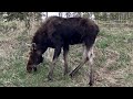 Moose Grazing on a Hillside