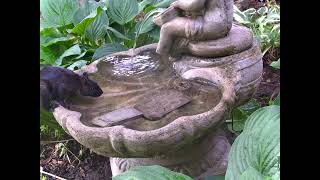 2022Jul17 Black Squirrel Has A Drink - Lécureuil Noir Boit