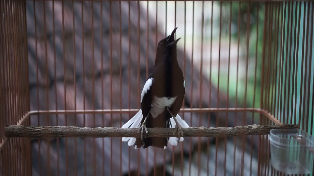 Kacer Ngeplay ON !! Auto Memancing Emosi Kacer Tetangga dan Langsung Buka Ekor