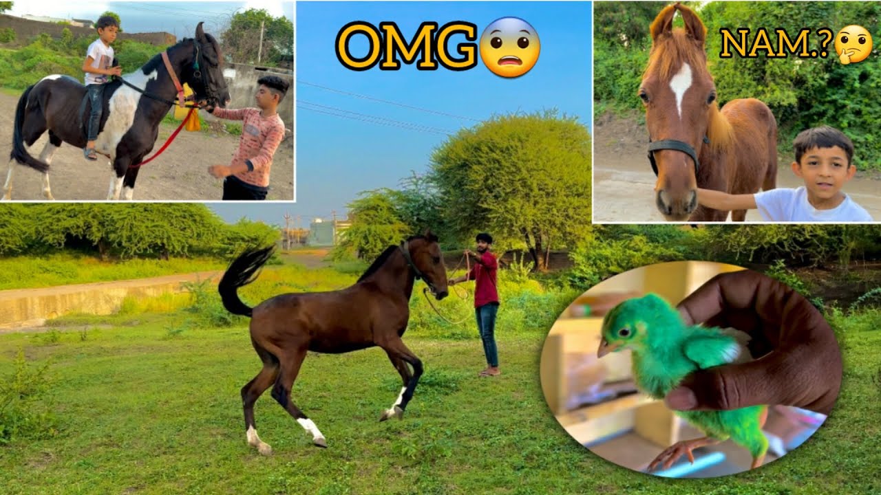 | horse training | horse k sabse chhote bachhe ki training 😱