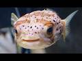 making a pufferfish Pufferfish