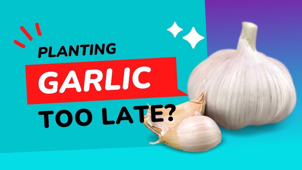 Planting GARLIC in December. Is it too late? YouTube
