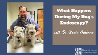What Happens During My Dogs Endoscopy?