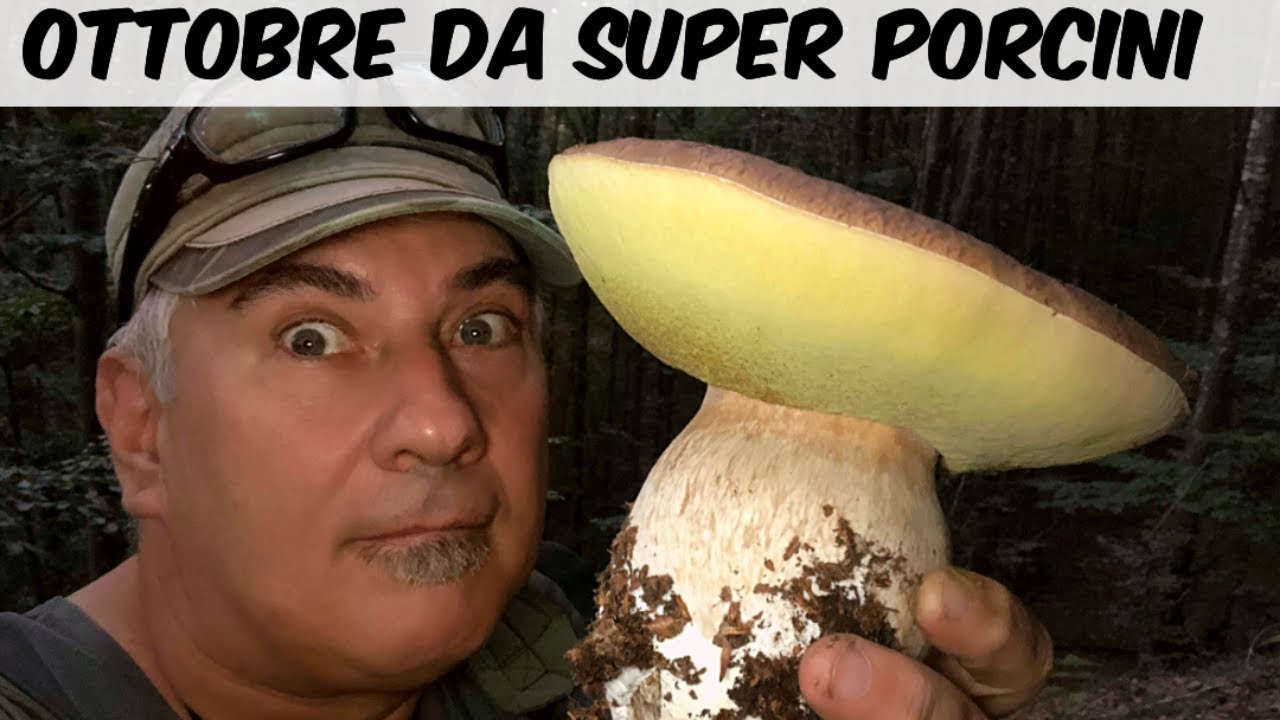 OTTOBRE DA SUPER PORCINI porcini di ottobre 2023 YouTube