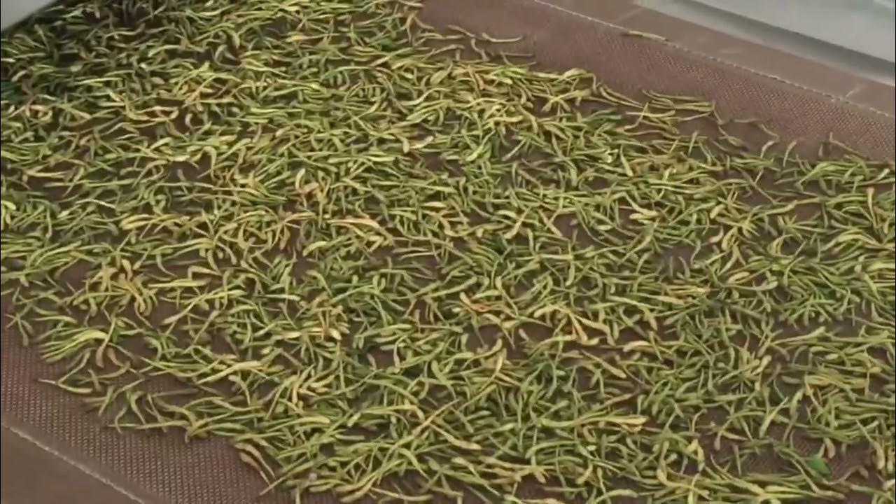 2022 How do you dry honeysuckle?/How to Dry Honeysuckle Flower by Microwave Drying machine - YouTube