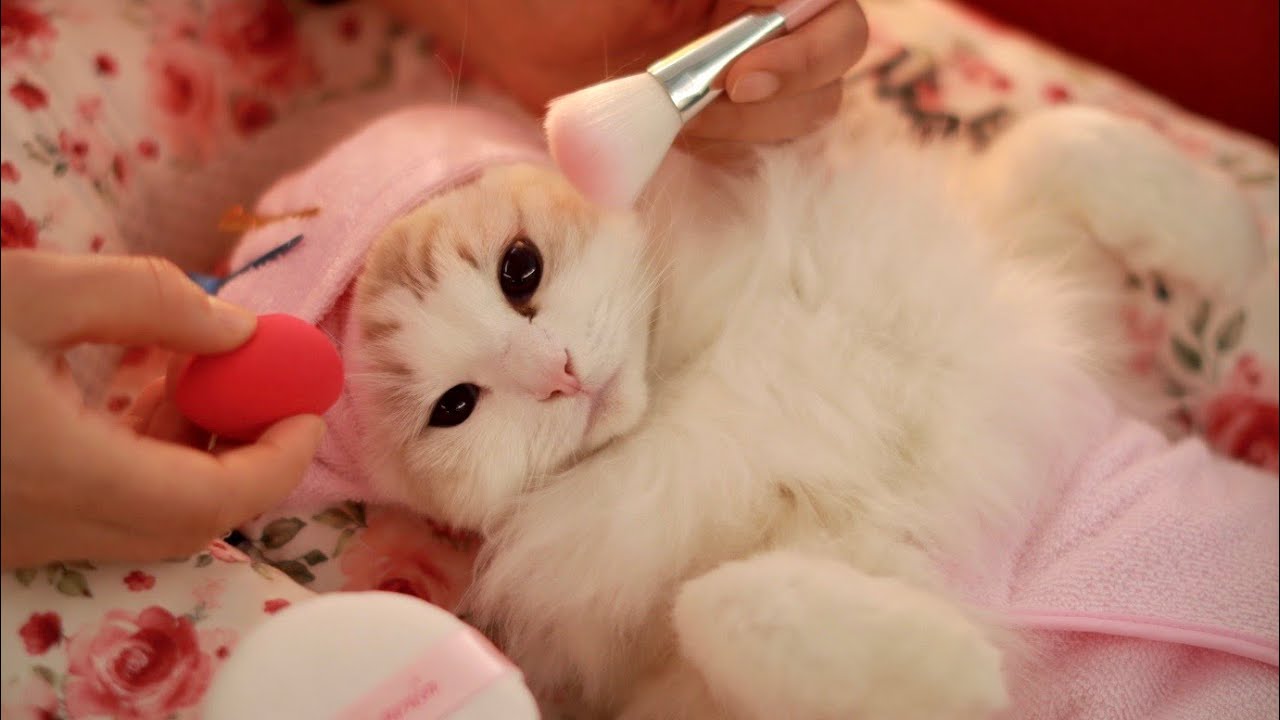 Готовься с Ттексун к отборочным соревнованиям «Мисс Мира кошек»!