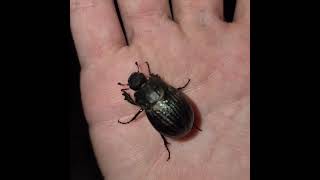handling a really cool beetle! #insectsfacts.