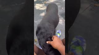 Appreciate you watching liking and subscribing 🐕🦺😊🐶🐾🐕 #viralvideo #puppy #pets